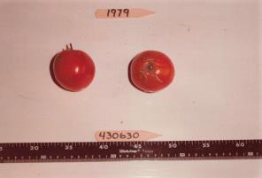 Click for 1 image(s) for this accession. FRUIT